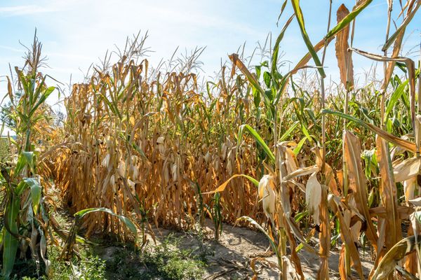 Opwarming van de aarde en landbouw: welke oplossingen voor de sector ?
