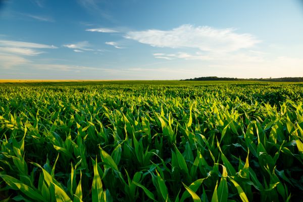 Hoe kan waterstress in de landbouw worden bestreden?